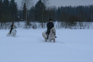 Häst i snö